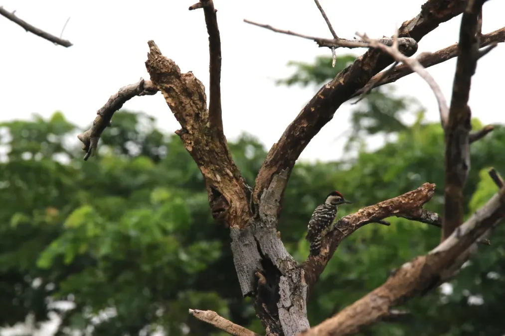 File:Freckle-breasted woodpecker (Dendrocopos analis).jpg