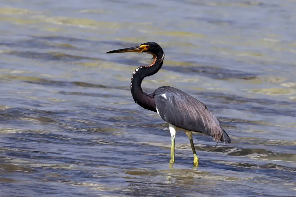 File:Tricolored heron (Egretta tricolor).JPG