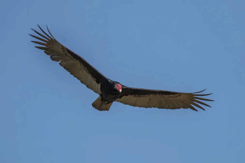 File:Turkey vulture (Cathartes aura) in flight.JPG