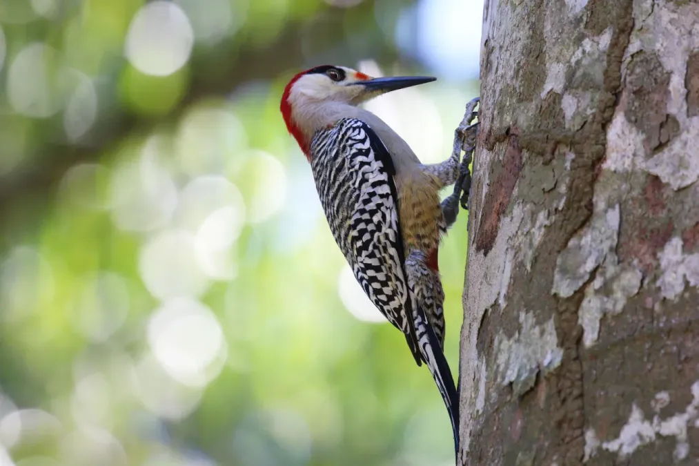 File:West Indian woodpecker (Melanerpes superciliaris superciliaris) male.JPG