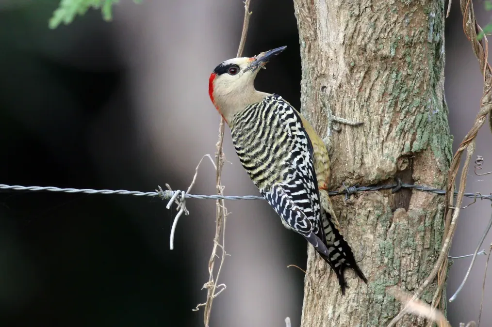 File:West Indian woodpecker (Melanerpes superciliaris superciliaris) female.JPG