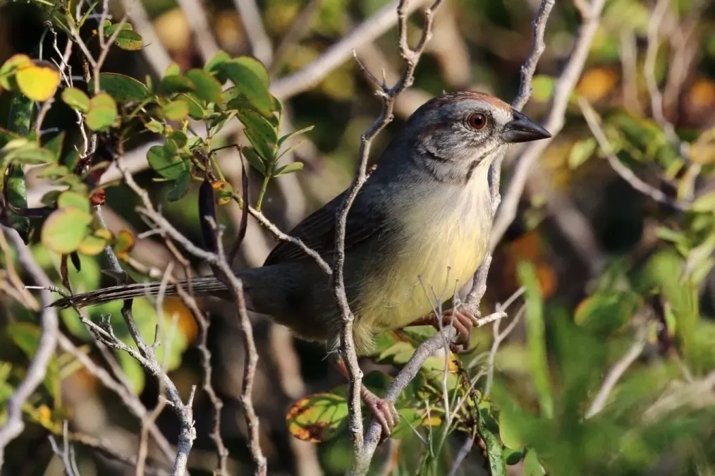 File:Zapata sparrow (Torreornis inexpectata varonai).JPG