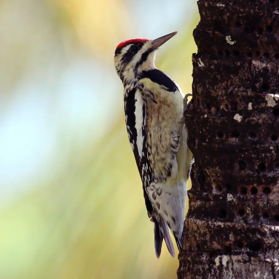 File:Yellow-bellied sapsucker (Sphyrapicus varius) female.JPG