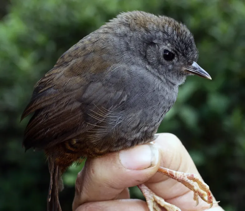File:Scytalopus griseicollis morenoi (26041458852).jpg