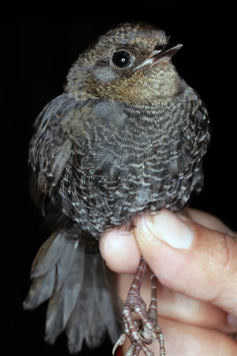 File:Scytalopus griseicollis morenoi (26041459182).jpg