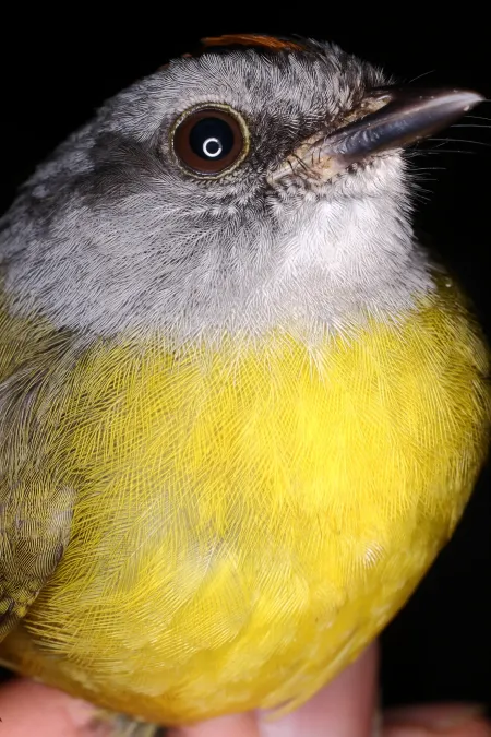 File:Myiothlypis coronata (25967535976).jpg