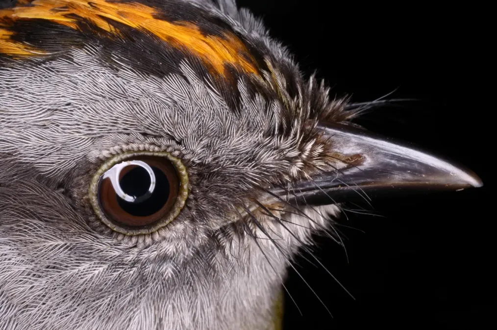 File:Myiothlypis coronata (25993450855).jpg