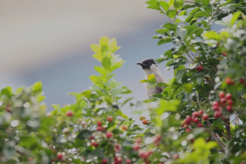 File:Sooty-headed bulbul (Pycnonotus aurigaster) on a Murraya paniculata tree.jpg