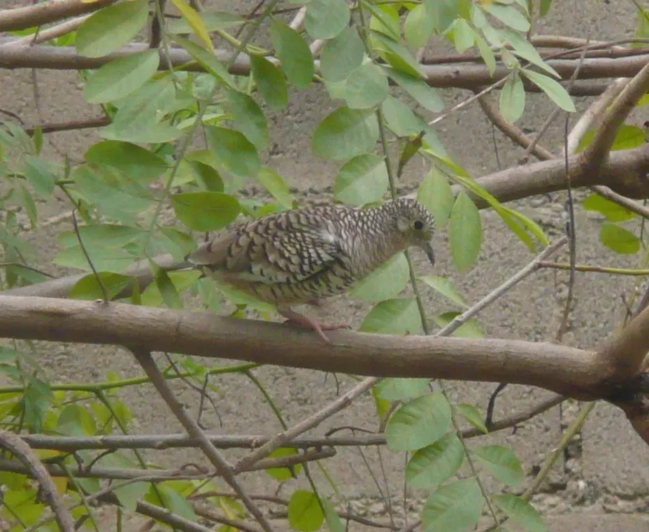 File:Columbina squammata ridgwayi.jpg