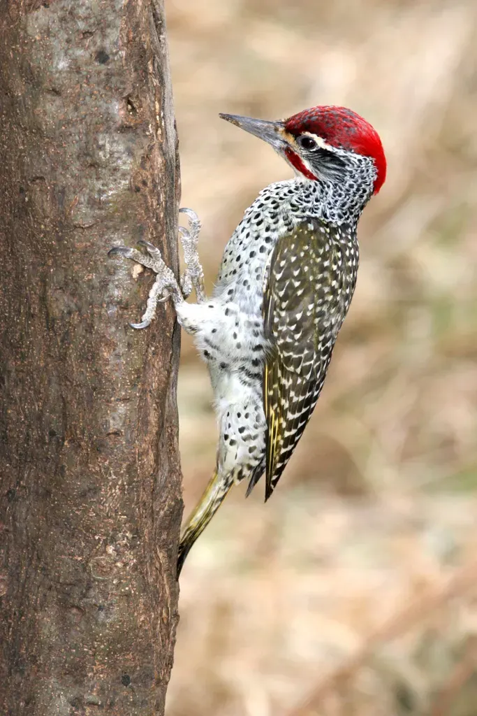 File:Campethera nubica.jpg