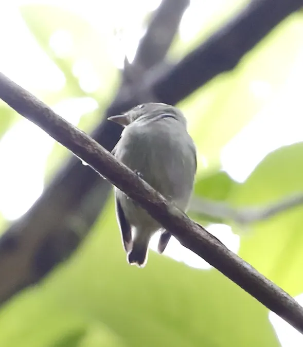 File:Tyranneutes stolzmanni - Dwarf tyrant-manakin.JPG