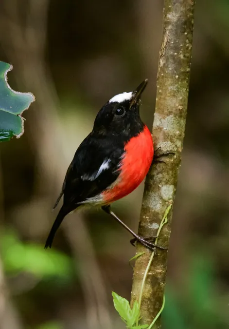 File:Norfolk Robin (Petroica multicolor) in the Norfolk Island.jpg