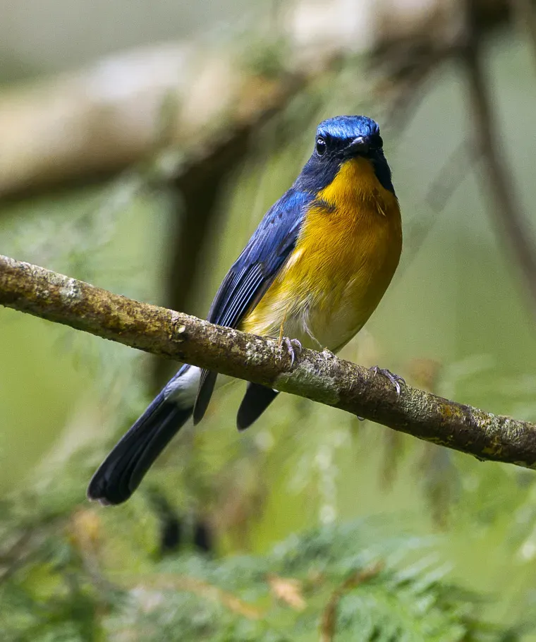 File:Hill Blue Flycatcher (Cyornis whitei) - Chiang Mai, Thailand S4E8848 (19328659601).jpg