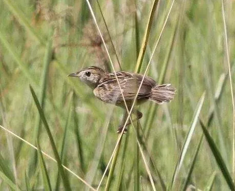 File:Cisticola dambo, Cuanavale-rivier, Birding Weto, a.jpg