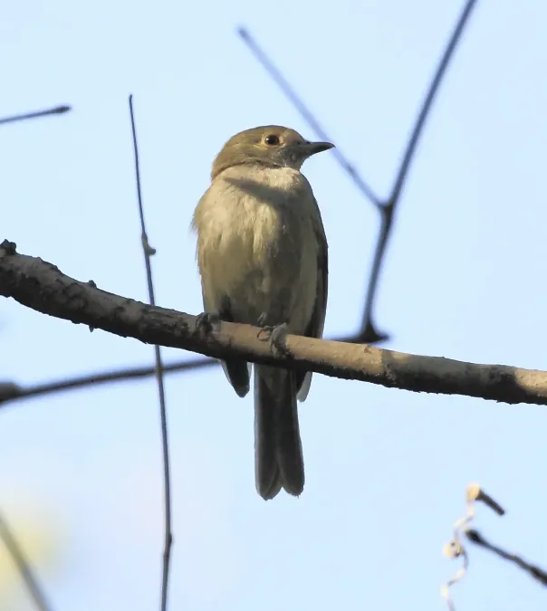 File:Neopelma pallescens - Pale-bellied tyrant-manakin.JPG