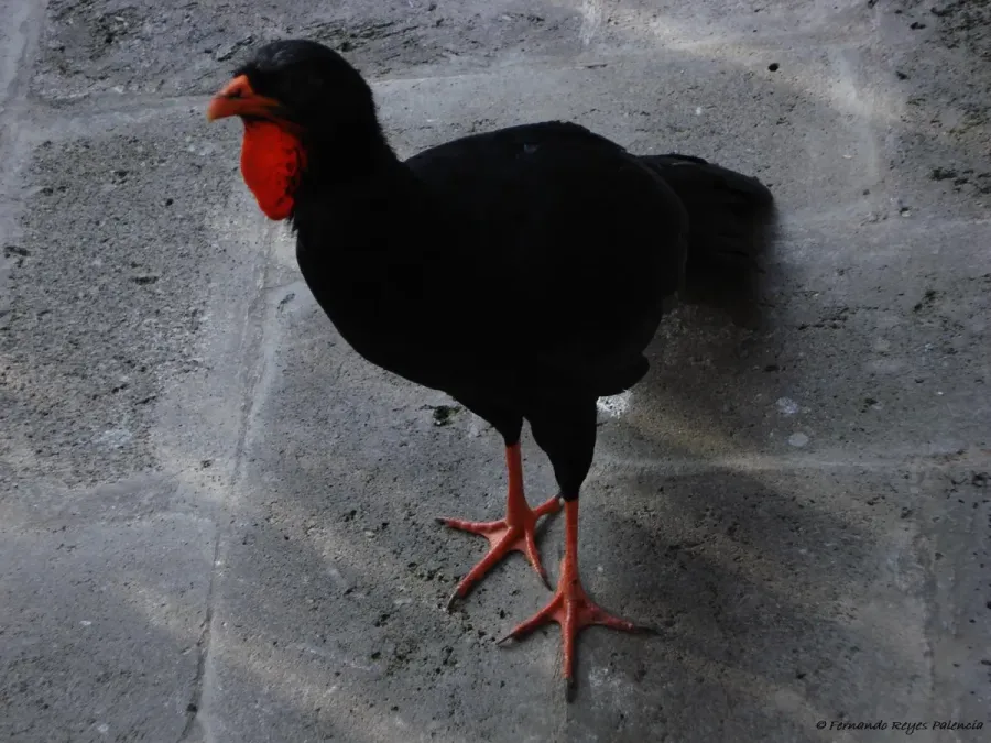 File:Penelopina nigra -Guatemala-4.jpg