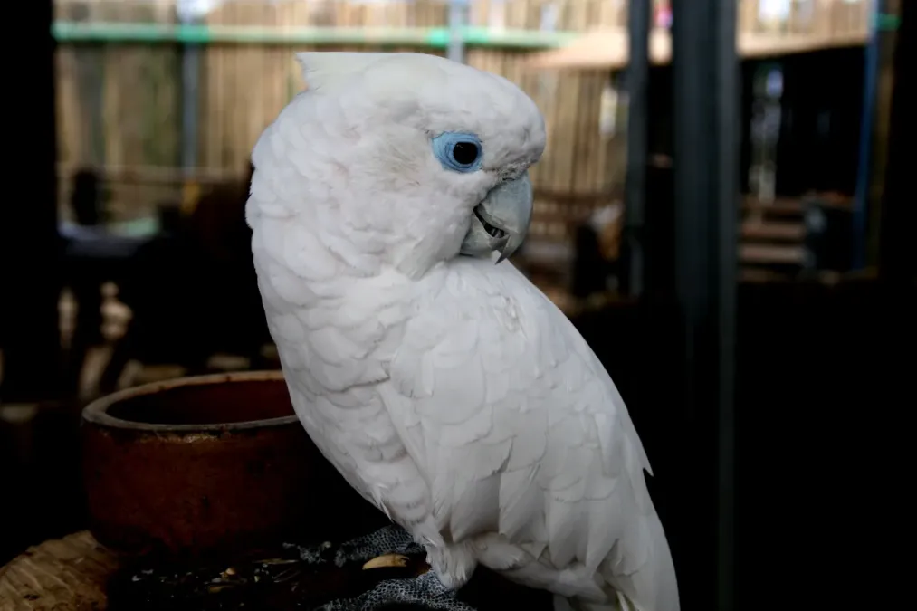 File:Cacatua ducorpsii-5.jpg