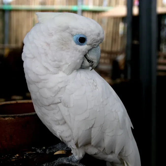 File:Cacatua ducorpsii-5-2c.jpg