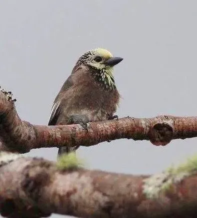 File:Stactolaema anchietae, Cuanavale-rivier, Birding Weto, b.jpg