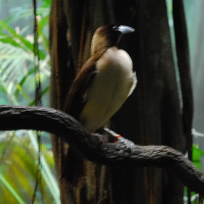 File:Paradisaea minor -female -Bronx Zoo-3-4c.jpg