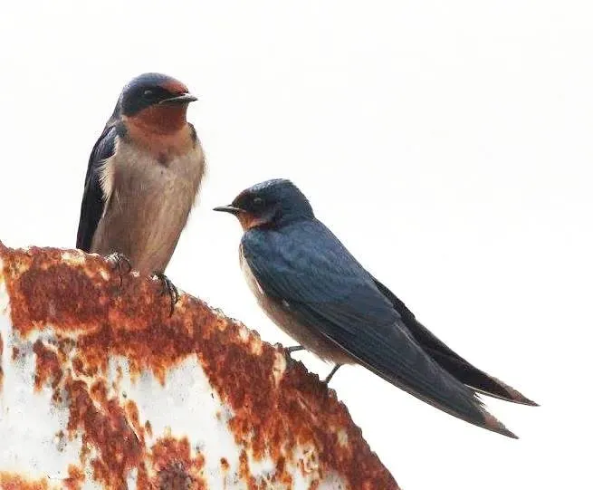 File:Hirundo angolensis, Munhango, Birding Weto, a.jpg