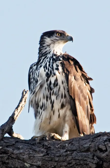 File:African Hawk-eagle Aquila spilogaster.jpg