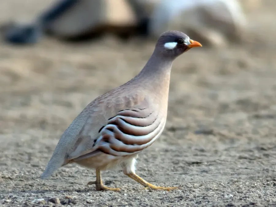 File:Ammoperdix heyi 4 (1).jpg