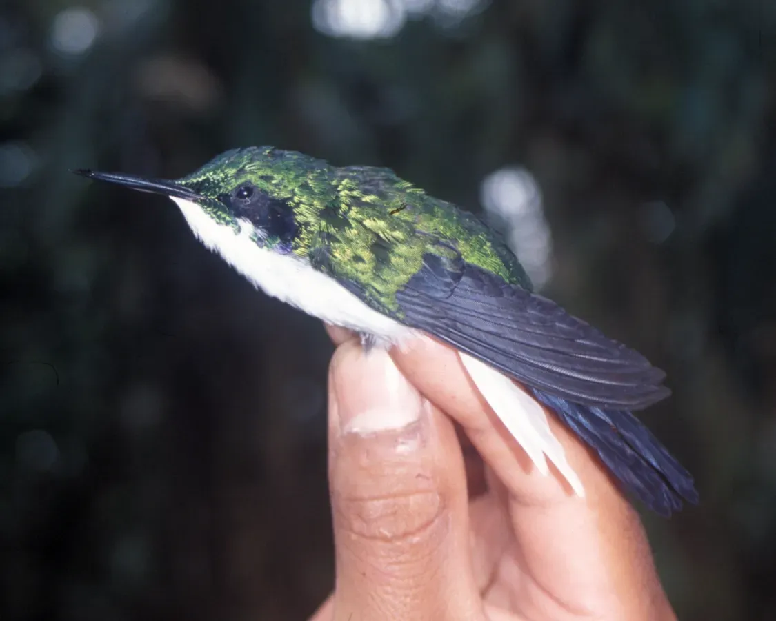 File:Heliothryx auritus 2.jpg