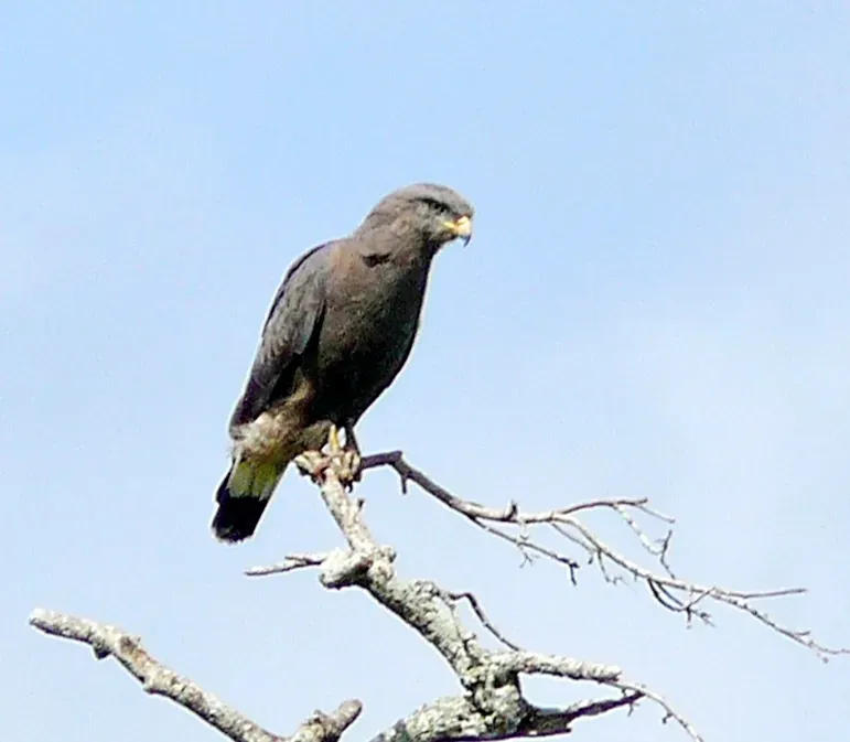 File:Western Banded Snake Eagle (Circaetus cinerascens) in Ziwa Rhino Sanctuary, crop.jpg