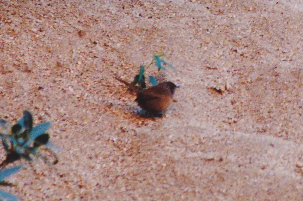File:Dusky Grasswren (Amytornis goyderi).jpg