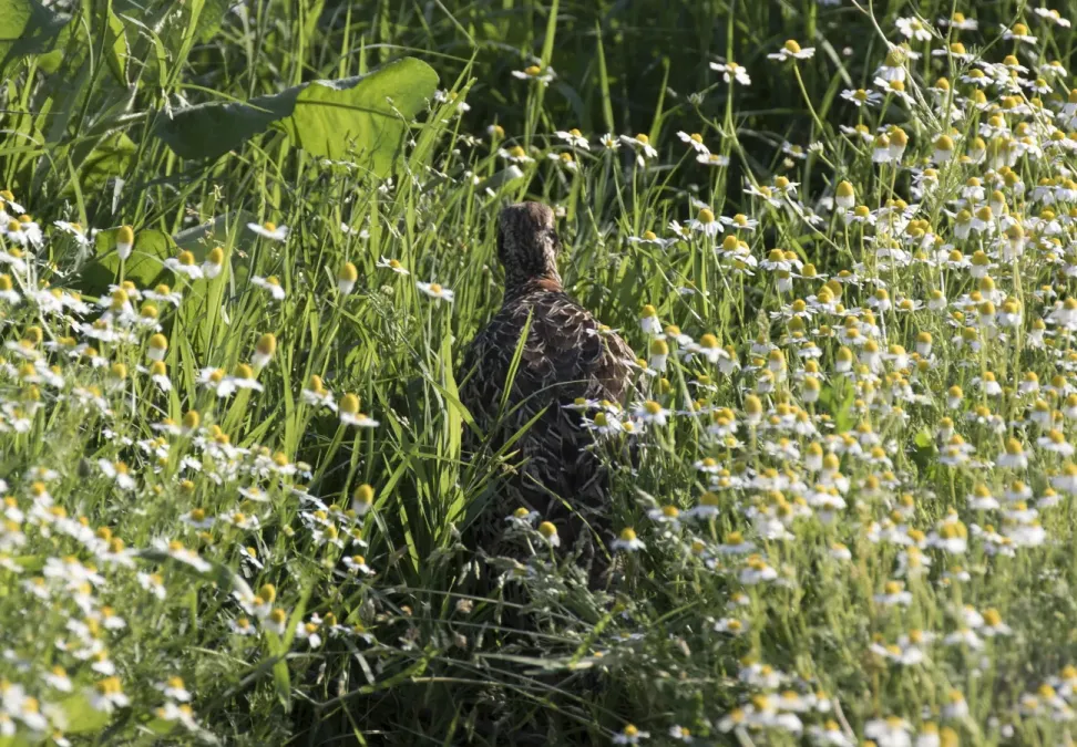 File:Francolinus francolinus - Black francolin.jpg