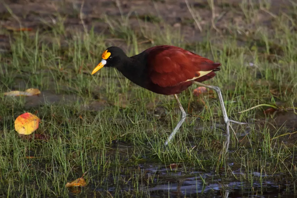 File:Jacana spinosa Crooked Tree 1.JPG