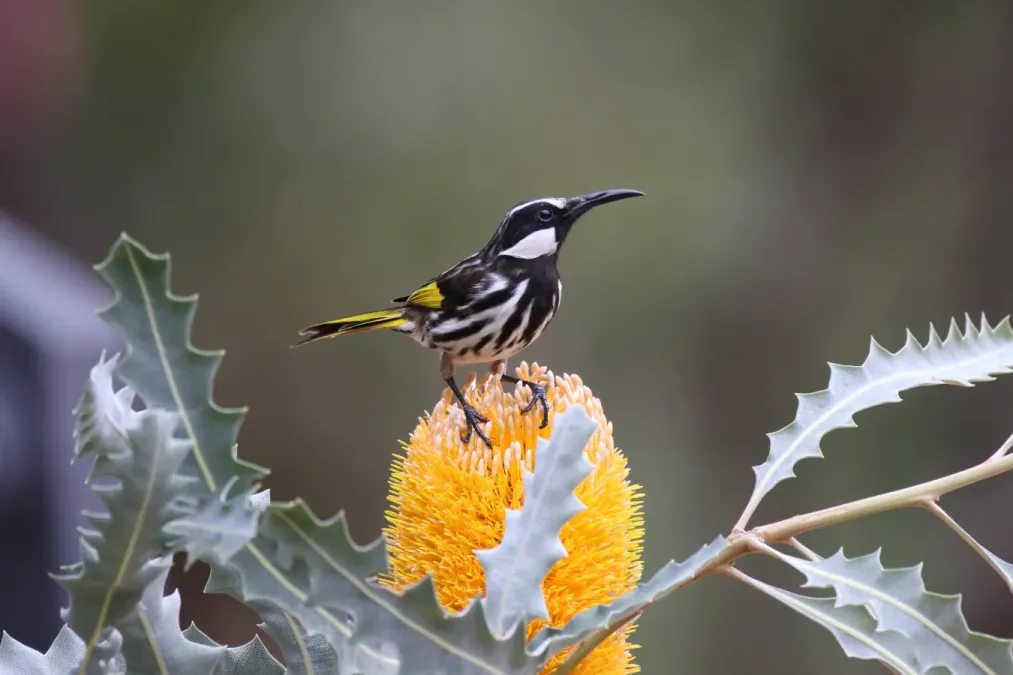 File:A lovely White-cheeked Honeyeater (Phylidonyris niger) in Kings Park, Perth WA.jpg