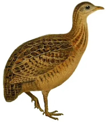 File:NothuraDarwiniiSmit white background.jpg