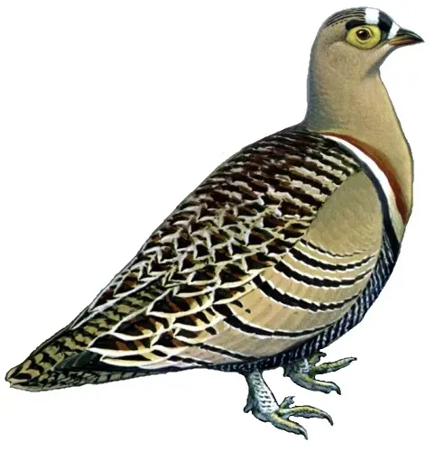 File:Pterocles quadricinctus white background.jpg