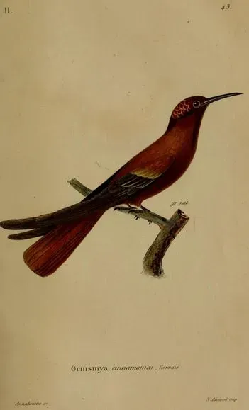 File:Sephanoides fernandensis Annedouche.JPG