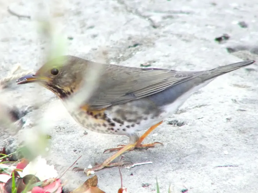 File:Turdus cardis.jpg