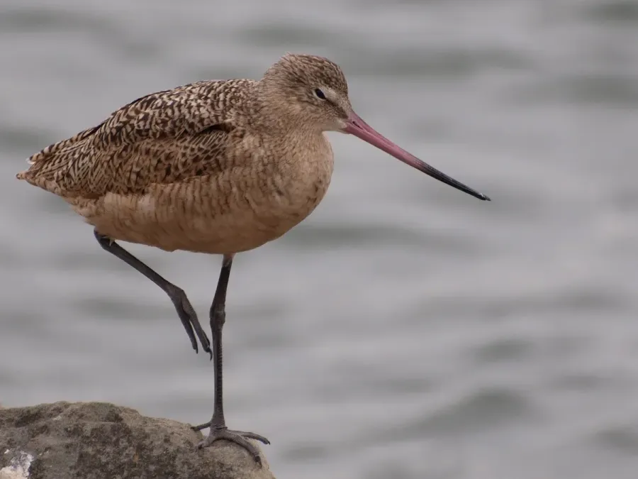 File:Marbled Godwit (Limosa fedoa) -8.jpg