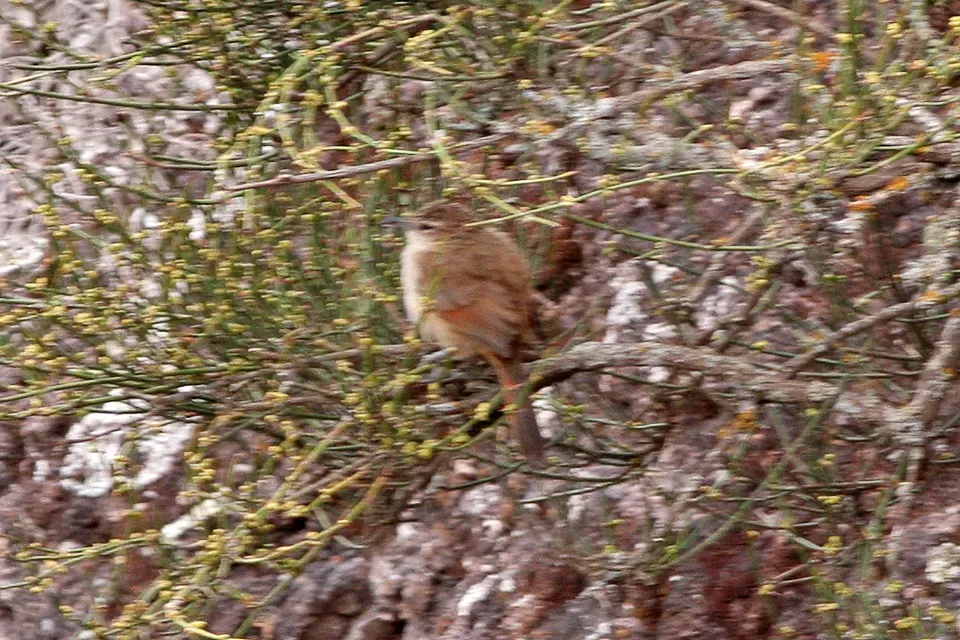 File:Streak-fronted Thornbill (Phacellodomus striaticeps) .jpg