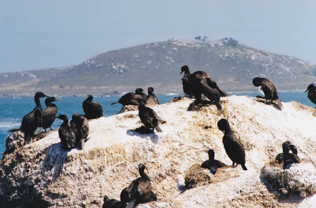 File:Phalacrocorax neglectus, Lamberts Bay, Cape Province 1.jpg