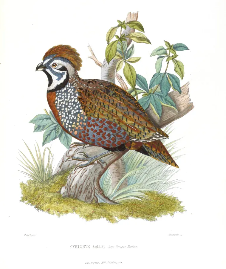 File:Cyrtonyx montezumae sallei.JPG