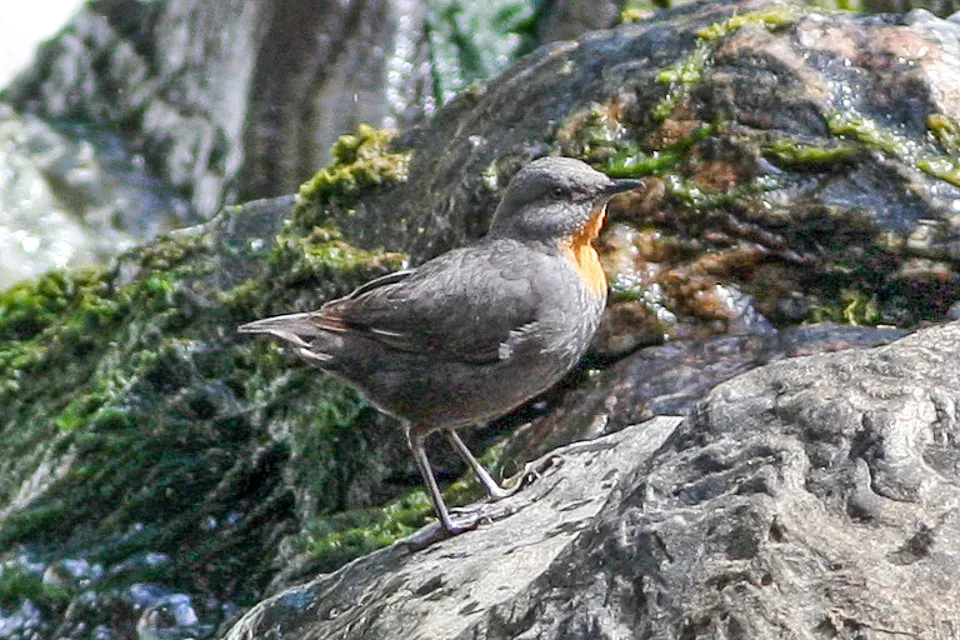 File:Cinclus schulzii Tucuman 2.jpg