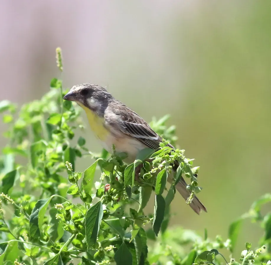 File:Lemon-breasted canary, Crithagra citrinipectus, near Pafuri in Kruger National Park, South Africa.jpg