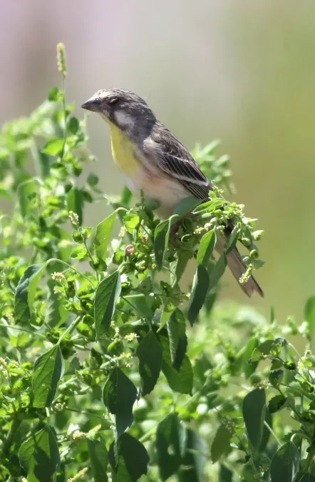 File:Lemon-breasted canary, Crithagra citrinipectus, near Pafuri in Kruger National Park, South Africa (26265068046).jpg