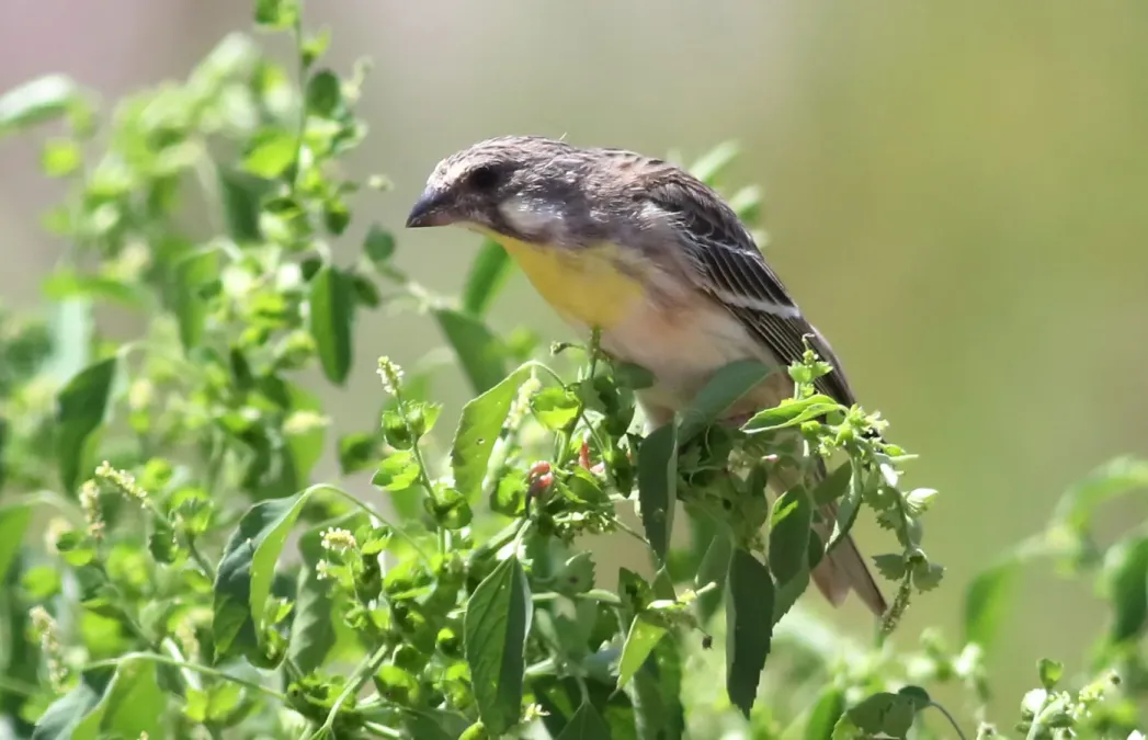 File:Lemon-breasted canary, Crithagra citrinipectus, near Pafuri in Kruger National Park, South Africa (26265068286).jpg