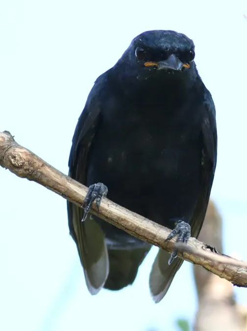 File:Black cuckooshrike, Campephaga flava, at Manavhela Ben Lavin Nature Reserve, Machado, Limpopo, South africa (26228380811).jpg