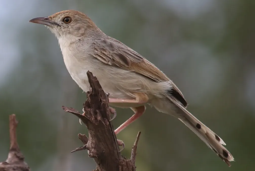File:Rattling cisticola, Cisticola chiniana, at Marakele National Park, Limpopo, South Africa (23549328813).jpg