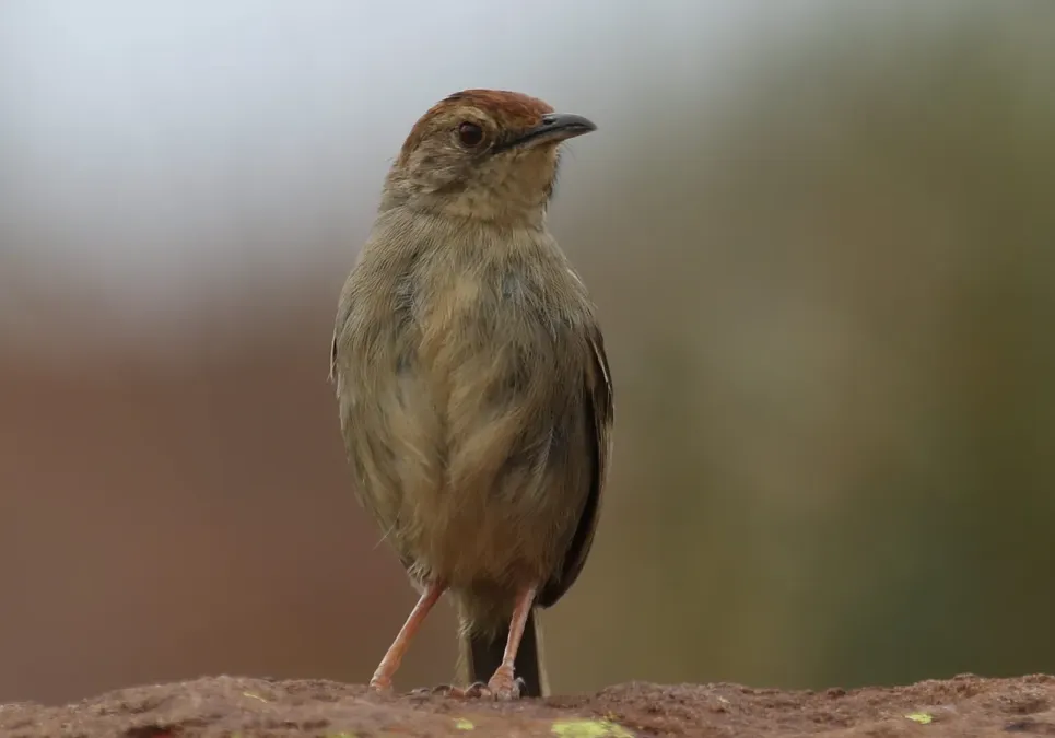 File:Lazy cisticola, Cisticola aberrans on the Kransberg at Marakele National Park, Limpopo, South Africa (24067970931).jpg