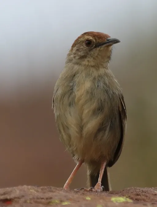 File:Lazy cisticola, Cisticola aberrans on the Kransberg at Marakele National Park, Limpopo, South Africa (24067972321).jpg