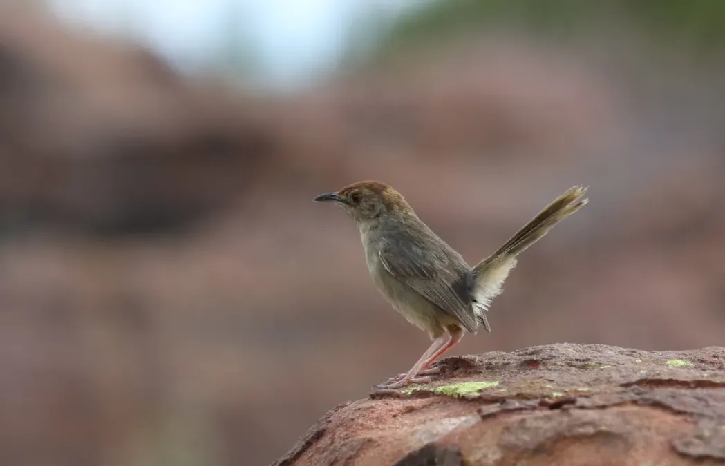 File:Lazy cisticola, Cisticola aberrans on the Kransberg at Marakele National Park, Limpopo, South Africa (24042518362).jpg